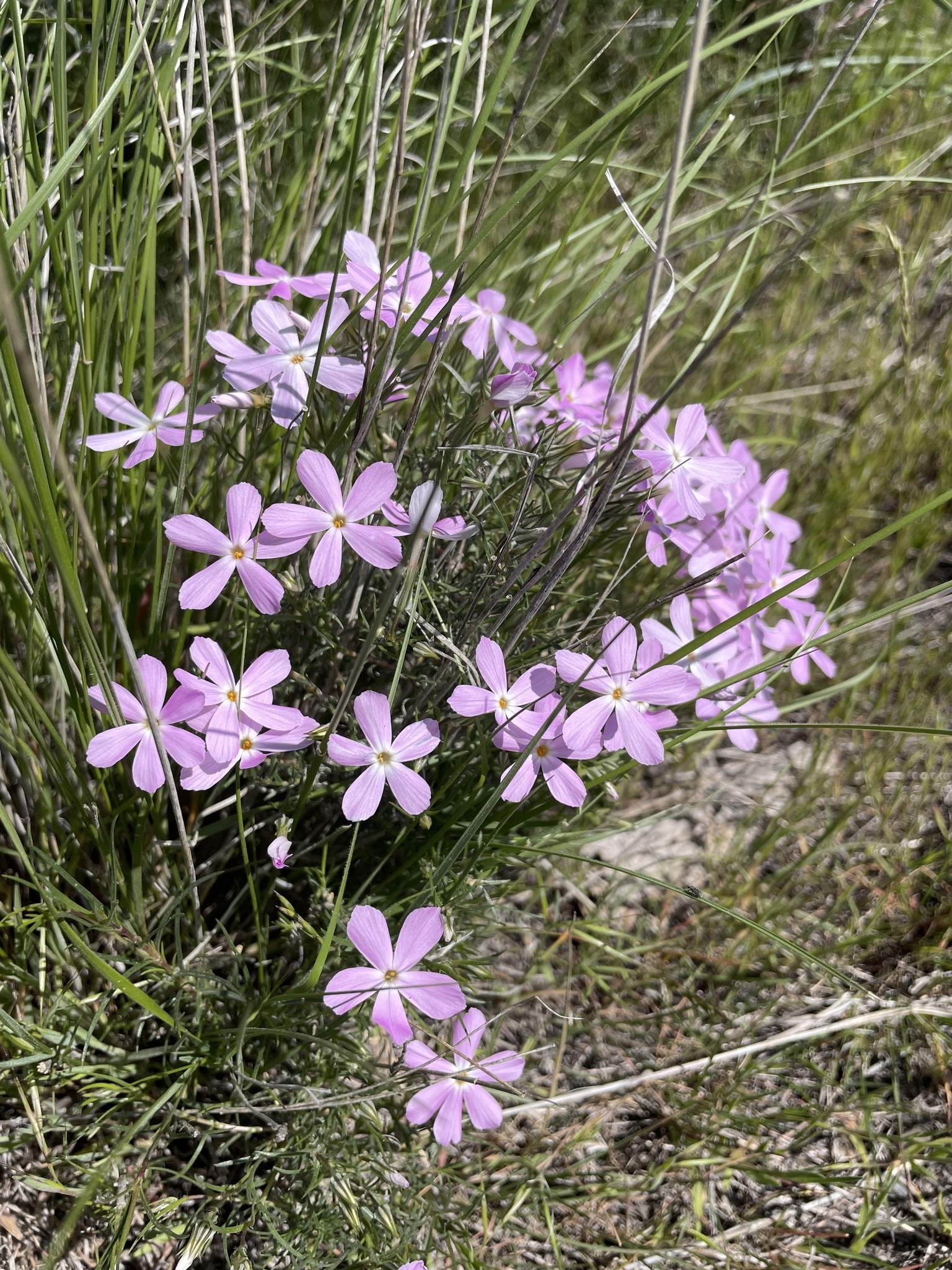 Longleaf Phlox (Phlox longifolia) · iNaturalist