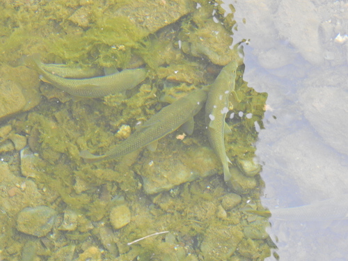 Andalusian barbel (Luciobarbus sclateri) — Cyprinidae — 3