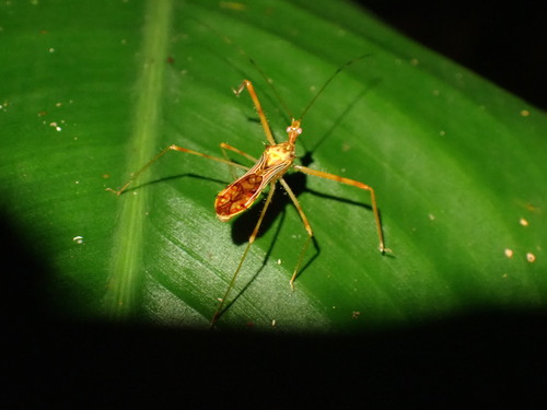 Ricolla carayoni