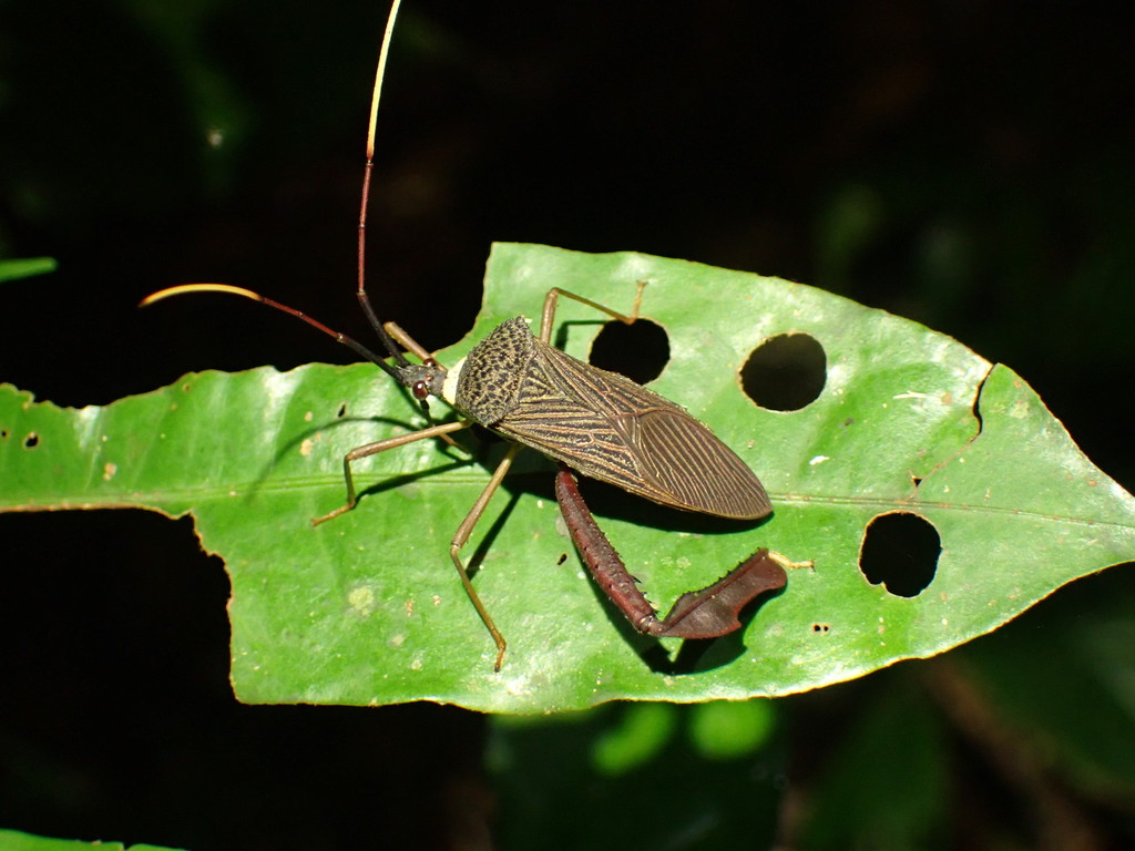 Acanthocephala latipes