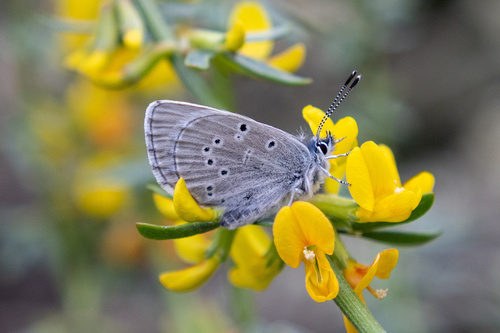Silvery Blue photo 4