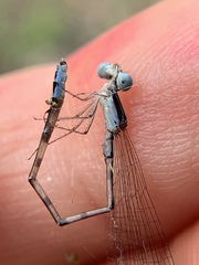 Nehalennia pallidula