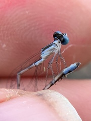 Nehalennia pallidula