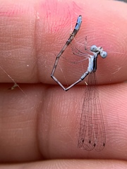 Nehalennia pallidula