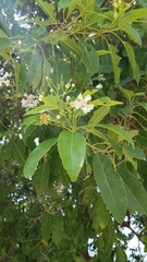 Catalpa longissima