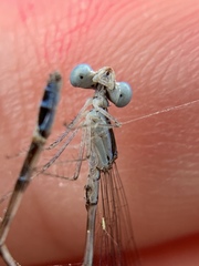 Nehalennia pallidula