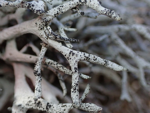 Pseudevernia intensa