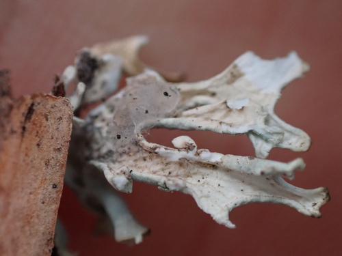 Pseudevernia intensa