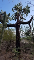 Consolea moniliformis