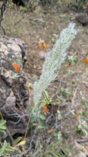 Image of Digitaria californica by no rights reserved