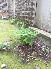 Adiantum pedatum