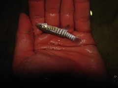 Fundulus zebrinus
