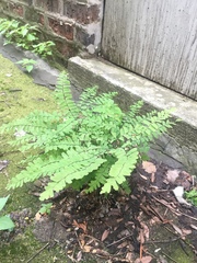 Adiantum pedatum