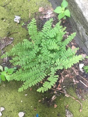 Adiantum pedatum