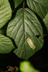 Coptotriche marginea