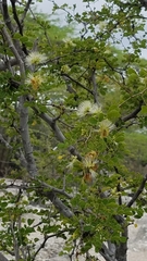 Scolosanthus