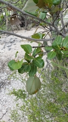 Sarcomphalus domingensis