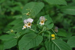 Impatiens edgeworthii