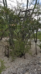 Sarcomphalus domingensis