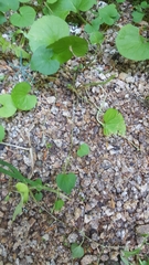 Viola palustris