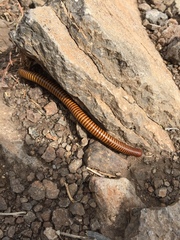 Orthoporus