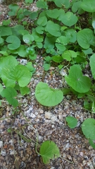 Viola palustris