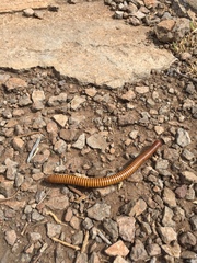 Orthoporus