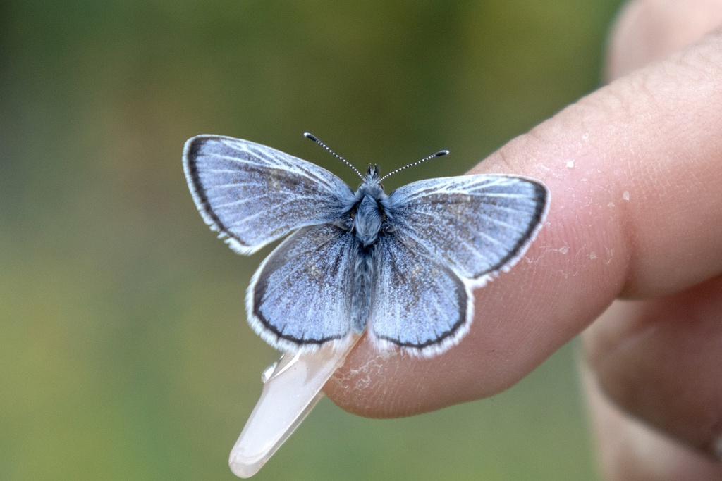 Silvery Blue