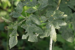 Erysiphe heraclei