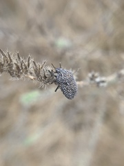 Psacasta exanthematica