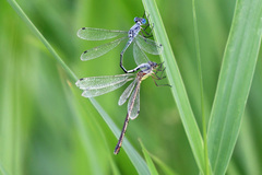 Lestes unguiculatus