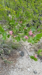 Casearia comocladifolia
