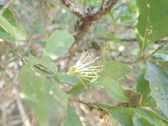 Maerua racemulosa