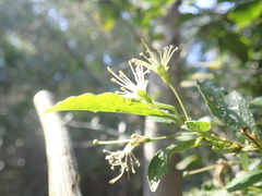 Maerua racemulosa