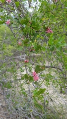 Casearia comocladifolia