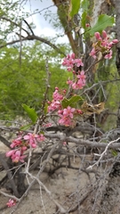 Casearia comocladifolia