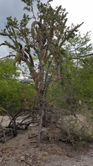 Casearia comocladifolia