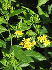 Trixis inula