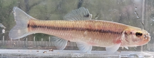 Bluntnose Minnow