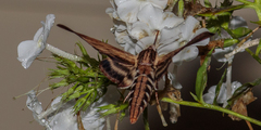 Sphinx kalmiae