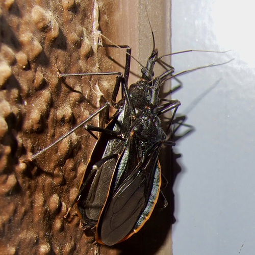 Triatoma recurva photo 2