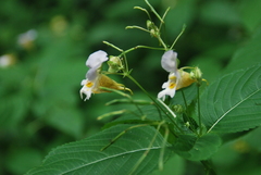 Impatiens edgeworthii