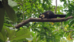 Ratufa bicolor
