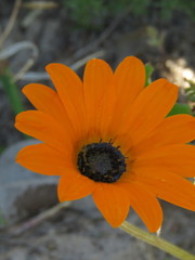 Arctotis breviscapa