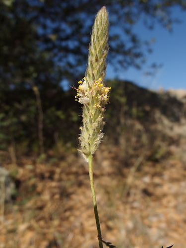 Gray's Prairie Clover (Dalea grayi)
