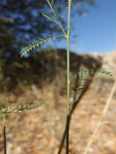 Image of Dalea grayi by (c) Sue Carnahan, some rights reserved (CC BY)