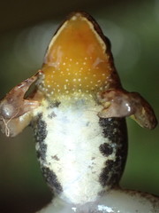 Phrynobatrachus minutus