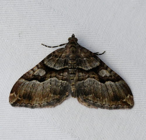 Xanthorhoe defensaria photo 3