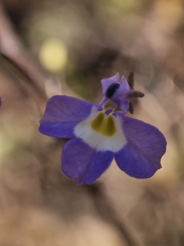 Image of Downingia ornatissima by (c) Marco Iboshi, some rights reserved (CC BY)