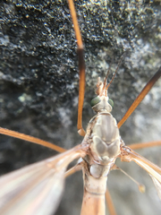 Tipula paludosa